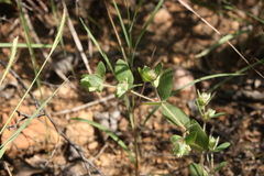 Euphorbia cristata